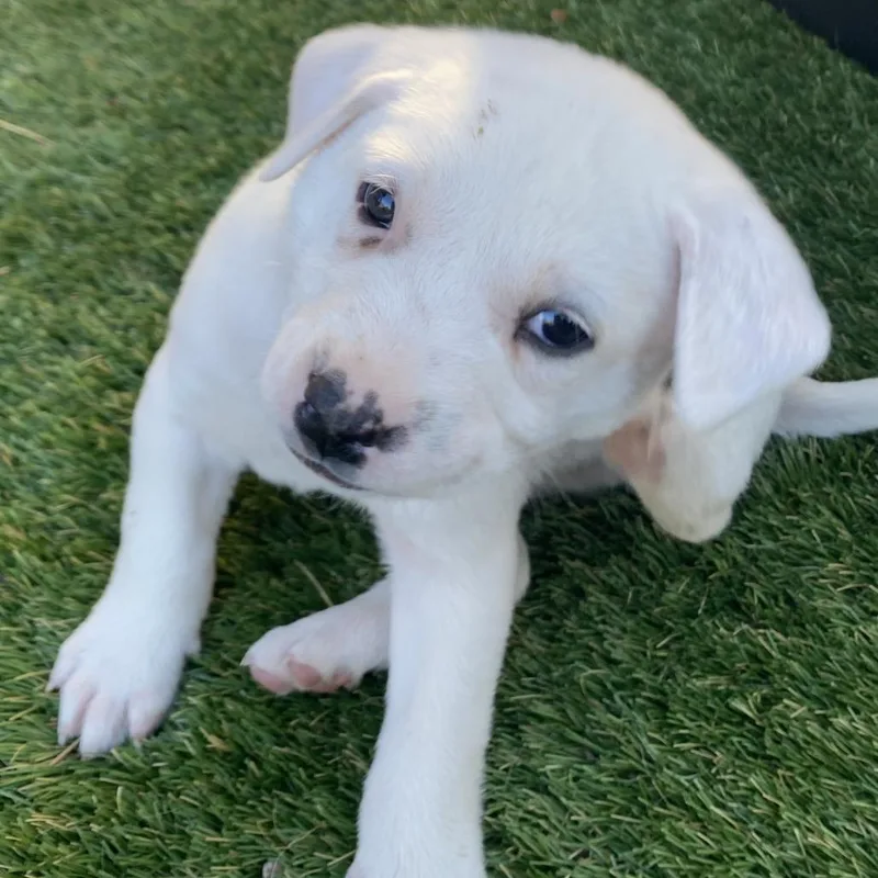 Hereford thumbnail 4