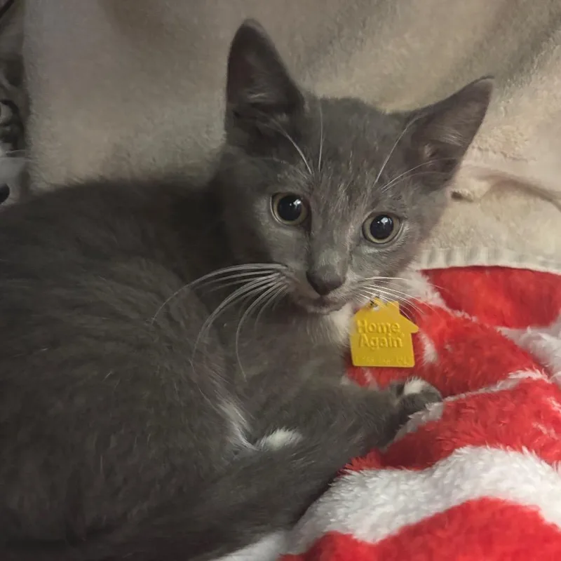 A baby small-sized female Gray / Blue / Silver Domestic Short Hair cat named Mary Lanna for adoption in Springfield, MA