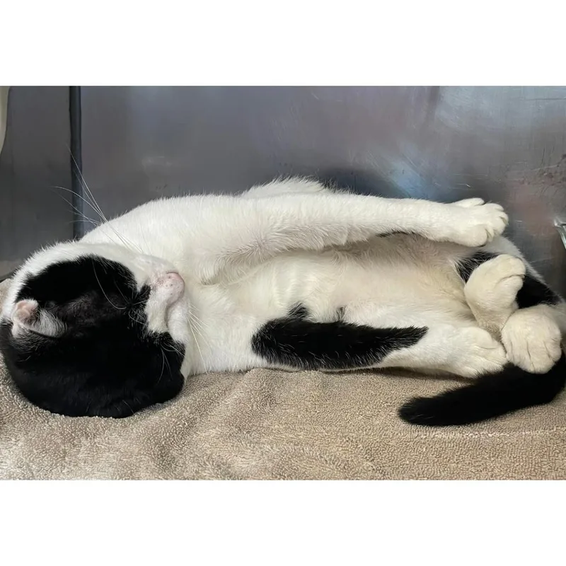 An adult large-sized male Domestic Short Hair cat named Herman for adoption in Austin, TX