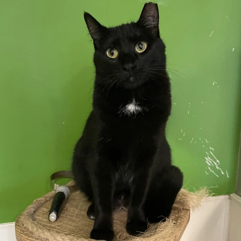An adult small-sized female Black Domestic Long Hair cat named Virginia Slim for adoption in Chicago, IL