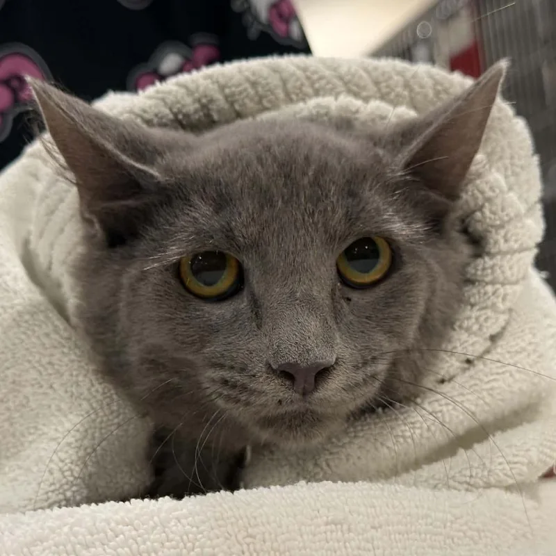 A baby small-sized male Domestic Medium Hair cat named The Runner for adoption in Tucson, AZ