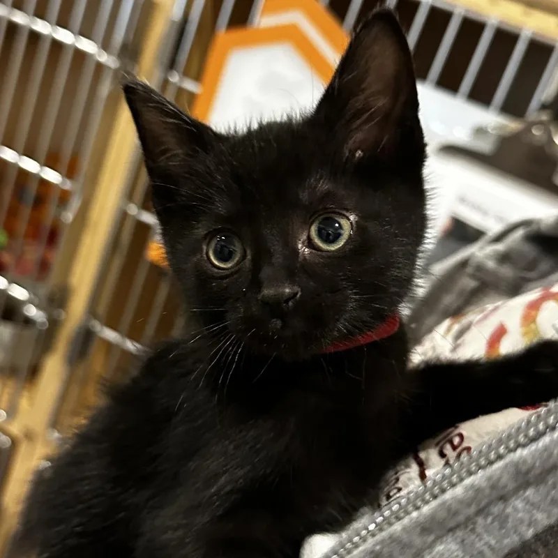 A baby small-sized male Black Domestic Short Hair cat named Rock for adoption in Washington Township, OH