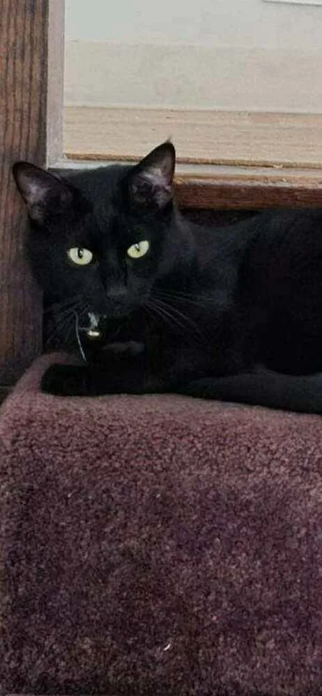 An adult small-sized male Black Domestic Short Hair cat named Drako for adoption in Bremen, OH