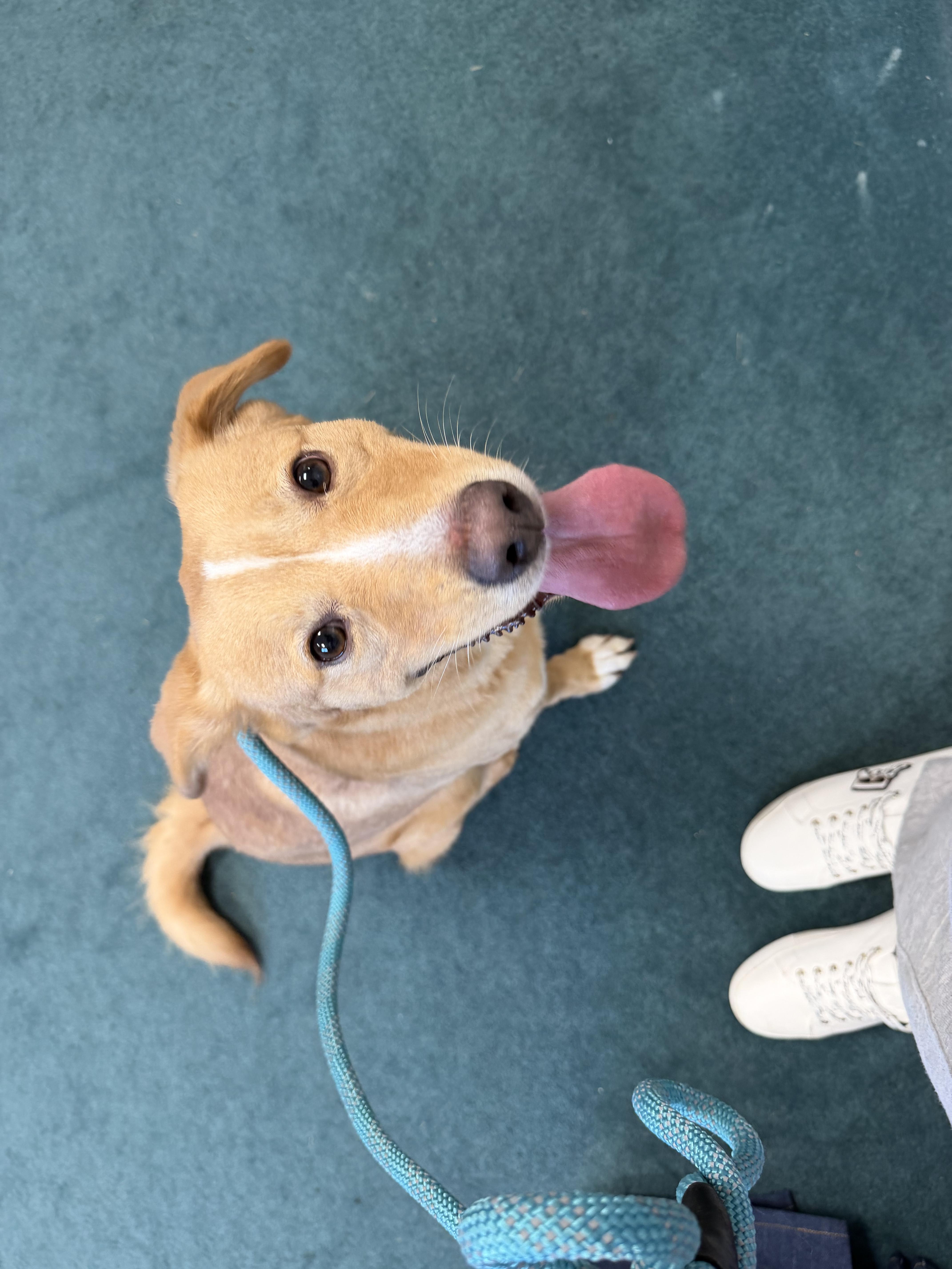 A young medium-sized female Apricot / Beige Golden Retriever dog named Bugg for adoption in Semmes, AL