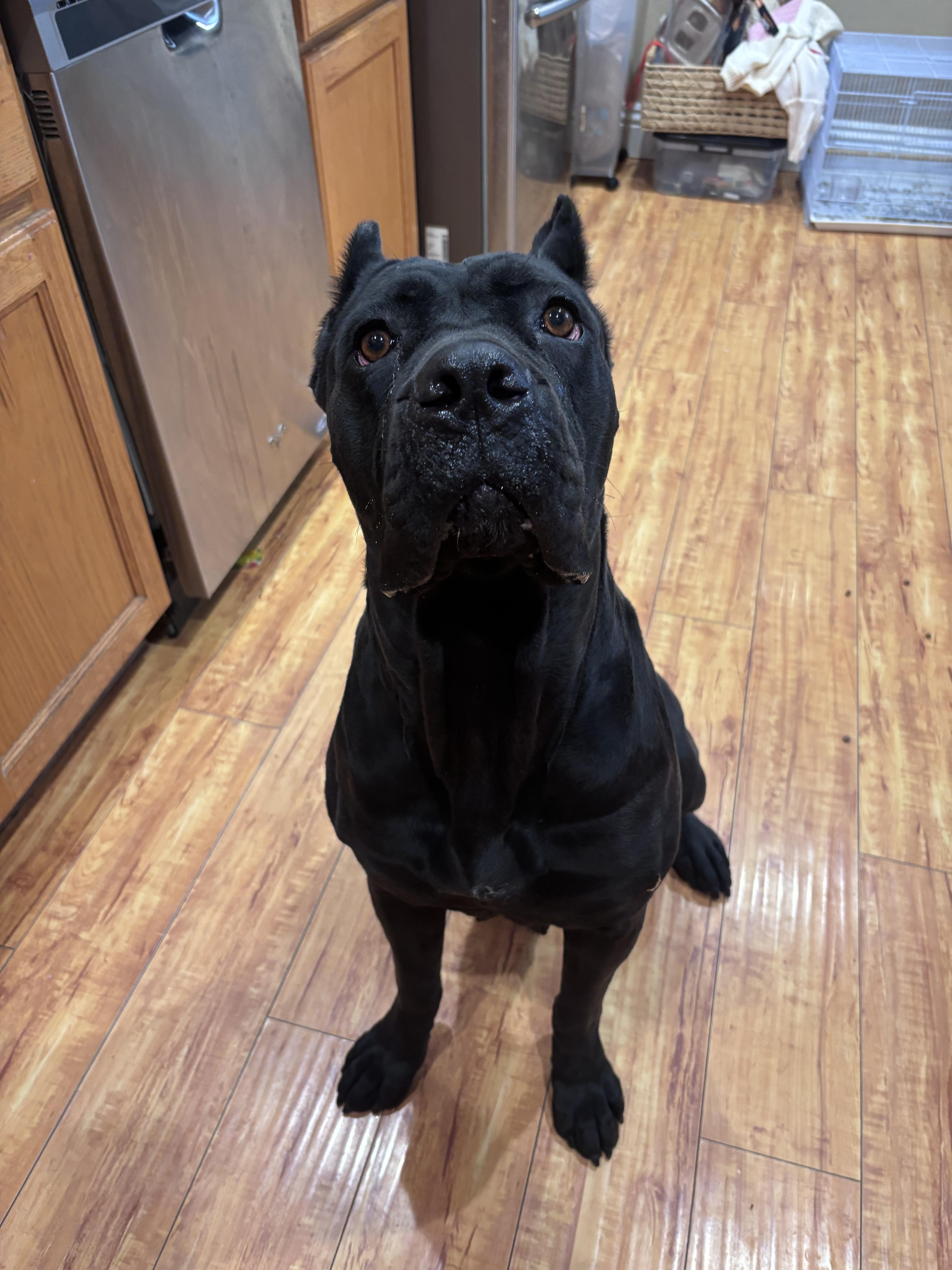 An adult large-sized female Cane Corso dog named Hazel for adoption in Corona, CA