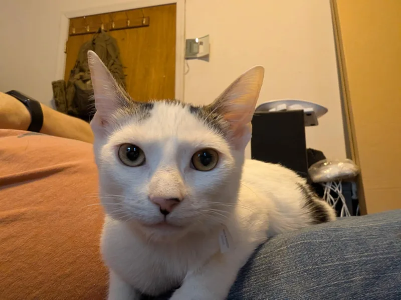 A baby small-sized female Black & White / Tuxedo Domestic Short Hair cat named Princess for adoption in Weehawken, NJ