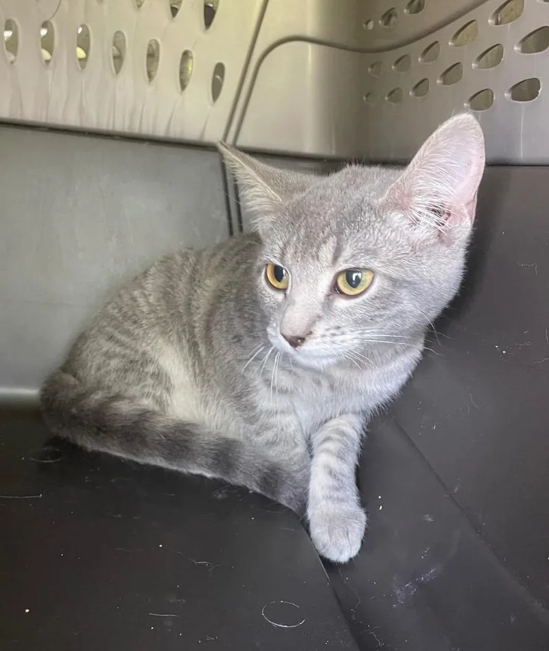 A baby medium-sized female Domestic Short Hair cat named Tay for adoption in Clarksville, TN