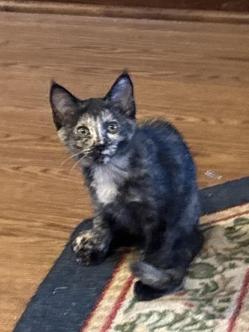 A baby medium-sized female Domestic Short Hair cat named Nuttella for adoption in White Bluff, TN