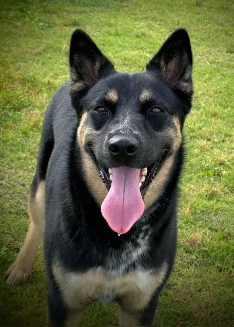 A young large-sized female Black German Shepherd Dog dog named Piper for adoption in Lynn Haven, FL