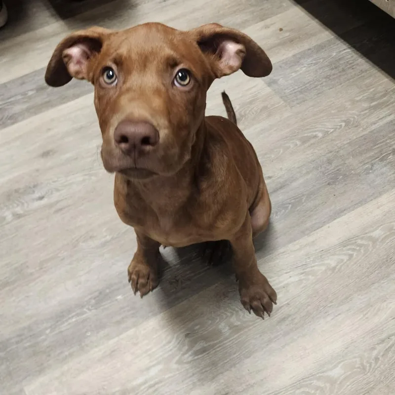 A baby small-sized male Red / Chestnut / Orange Pit Bull Terrier dog named Muppet for adoption in Evensville, TN