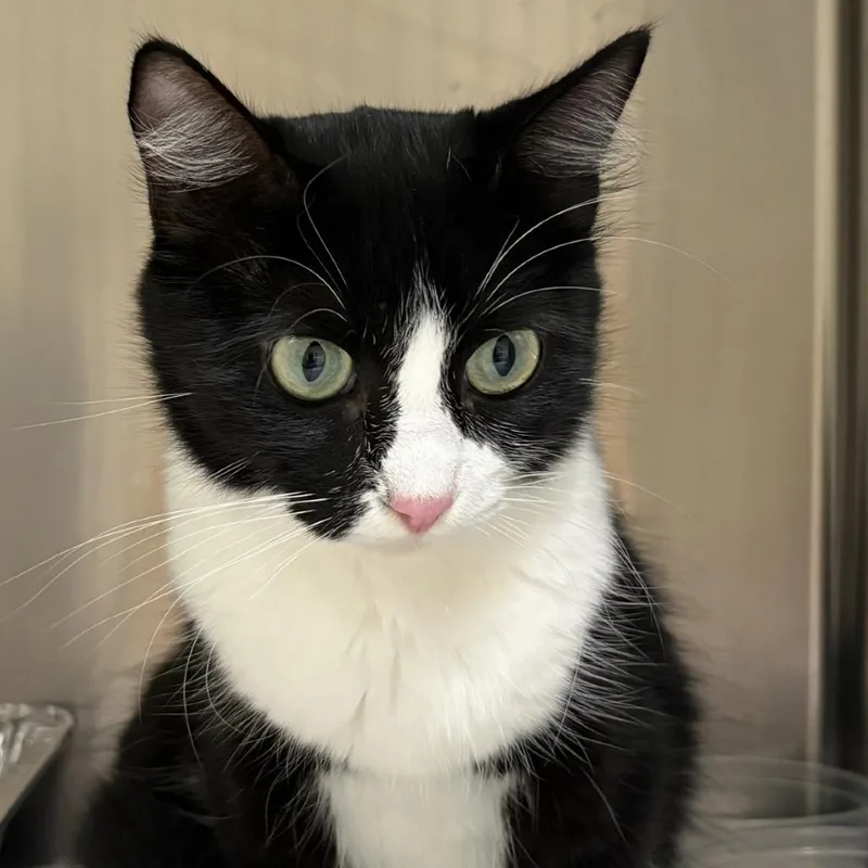An adult medium-sized female Black Domestic Short Hair cat named Monica for adoption in Milton, FL