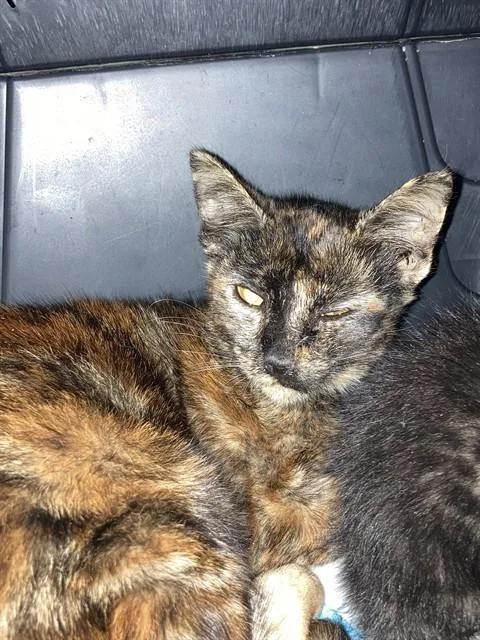 A young small-sized female Domestic Short Hair cat named Mama Rita for adoption in Long Beach, CA