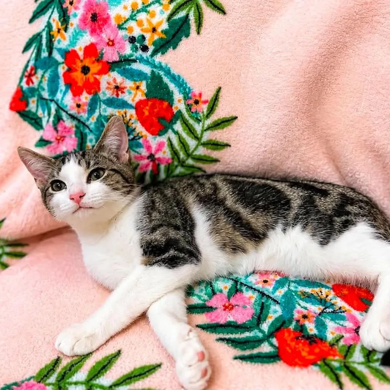 A baby small-sized male Domestic Short Hair cat named Mater for adoption in Woodstock, GA