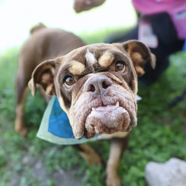 An adult medium-sized female American Bulldog dog named Coco for adoption in San Antonio, TX
