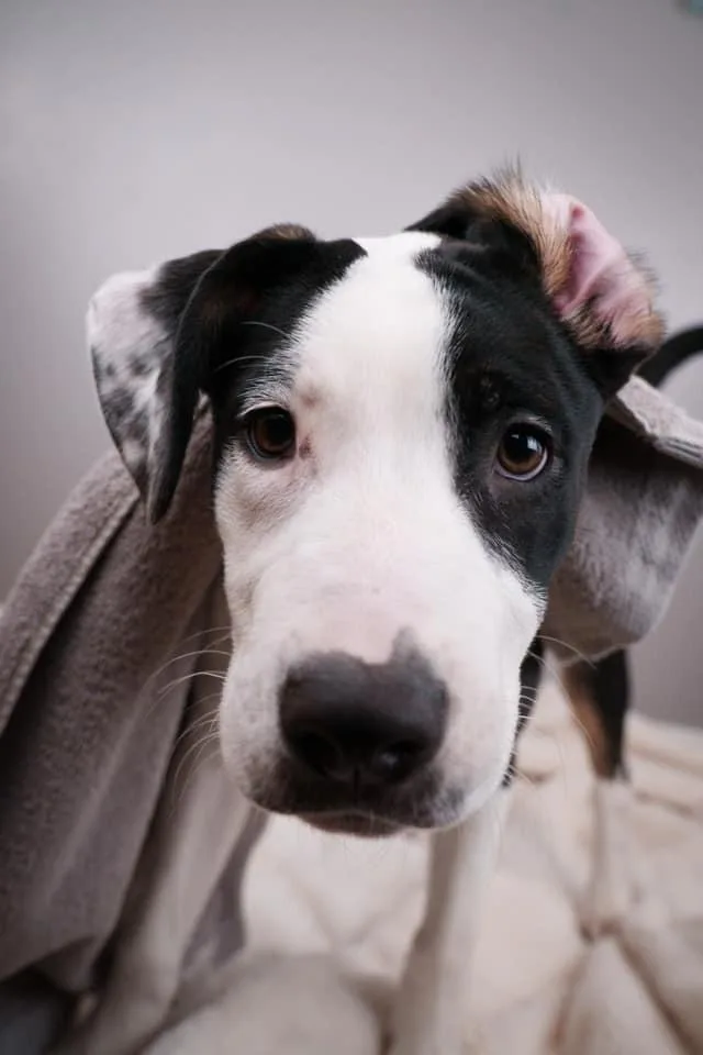 A young medium-sized female Mixed Breed dog named Cheese $ for adoption in Milwaukee, WI