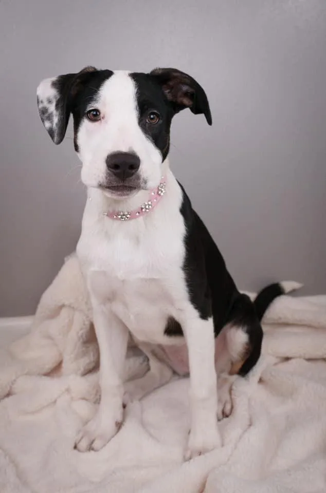 Cheese $ thumbnail 2