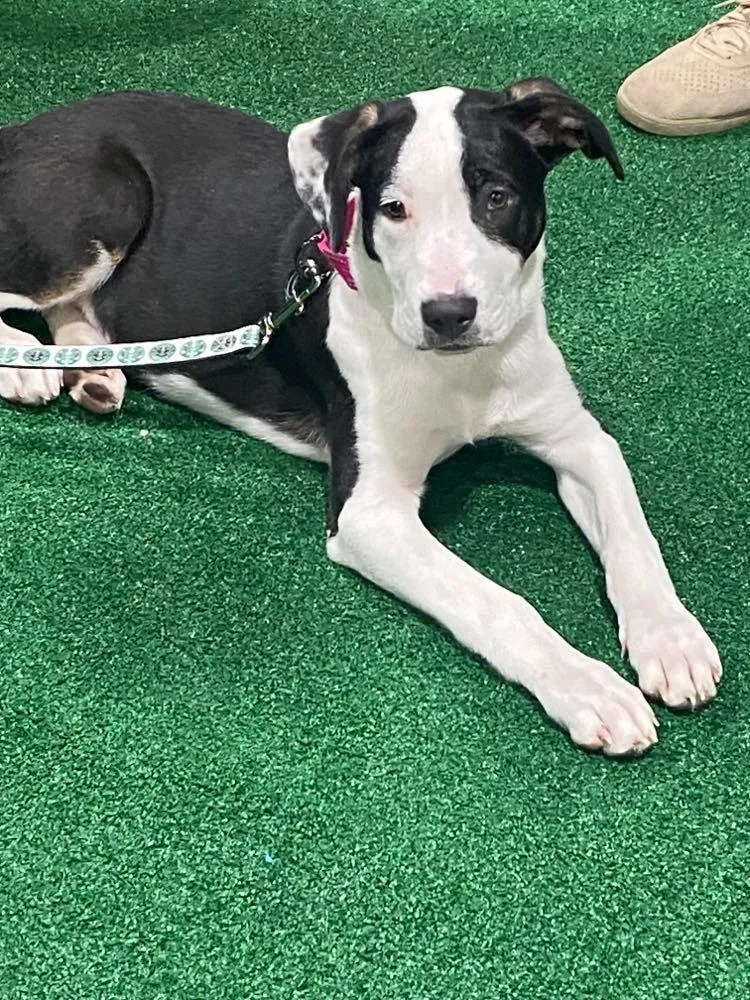 Cheese $ thumbnail 3