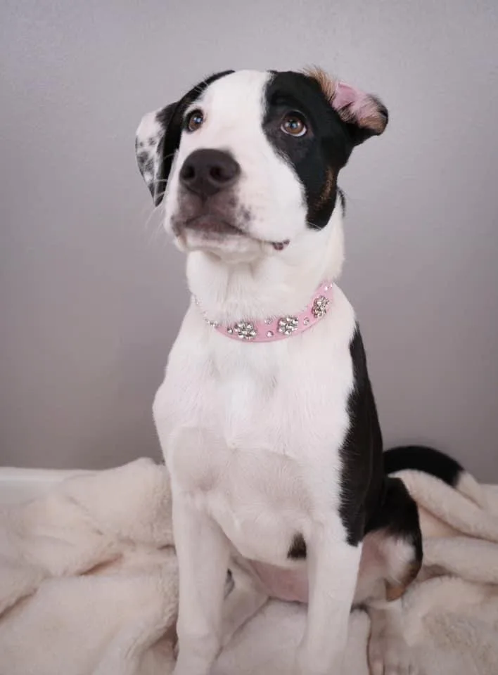 Cheese $ thumbnail 4