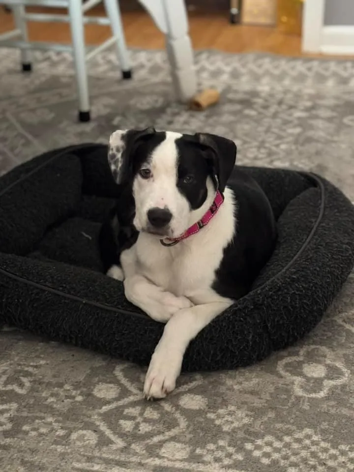 Cheese $ thumbnail 5