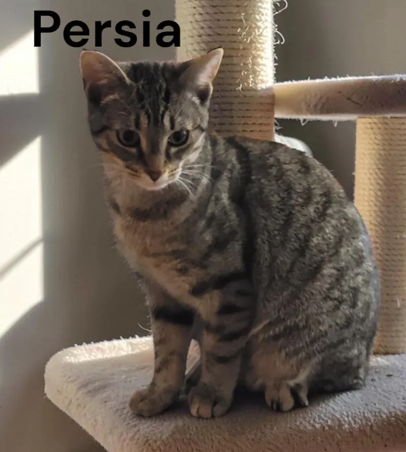 A baby medium-sized female Tabby cat named Persia for adoption in Weems, VA
