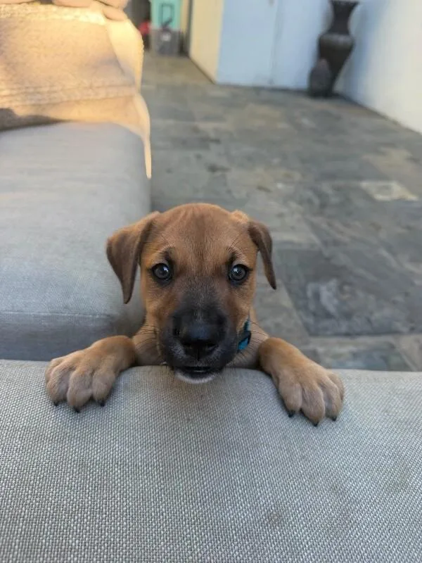 A young medium-sized male Terrier dog named Nadal for adoption in Manhattan Beach, CA