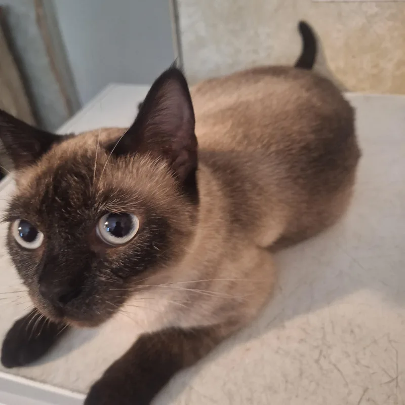 An adult medium-sized female Seal Point Siamese cat named Josie for adoption in Polk city, FL
