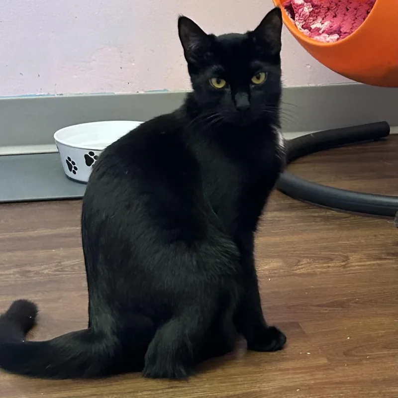 Dashboard thumbnail 2