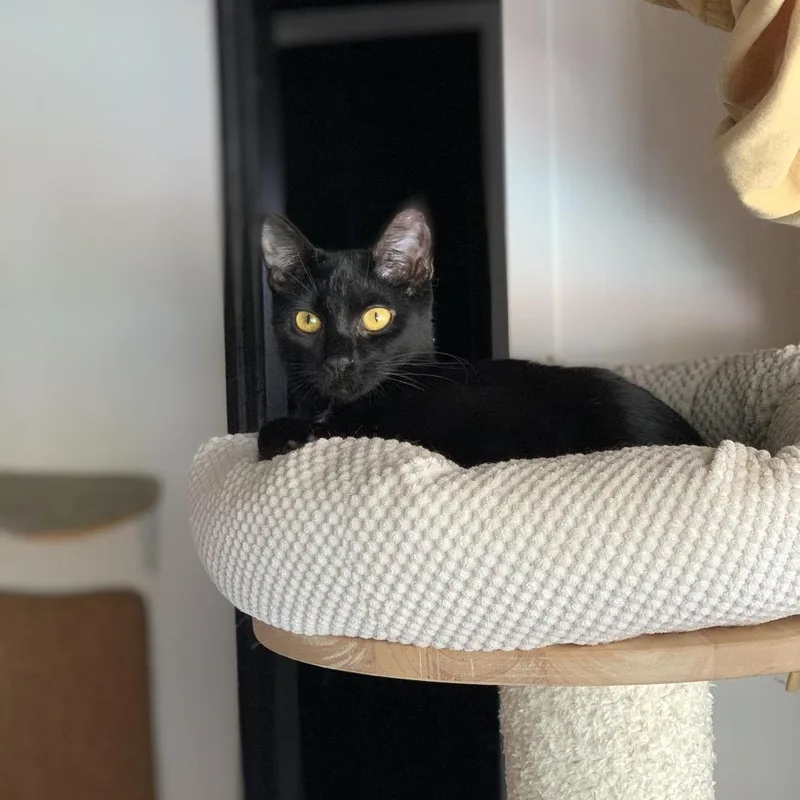 Dashboard thumbnail 3