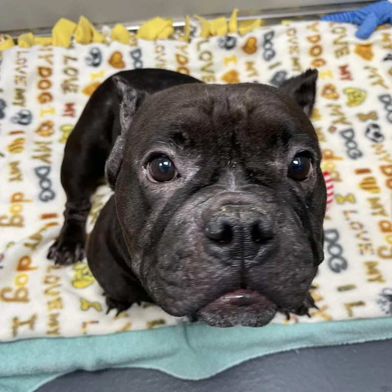 An adult medium-sized female Black Mixed Breed dog named Bridgette for adoption in Allentown, PA