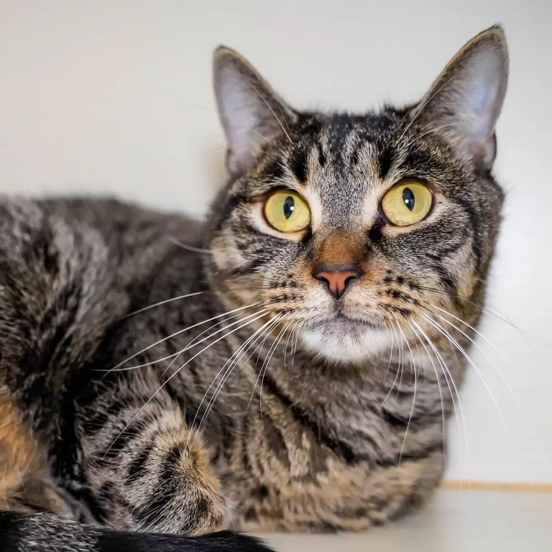 An adult medium-sized female Black Domestic Short Hair cat named Vera for adoption in Thomaston, ME