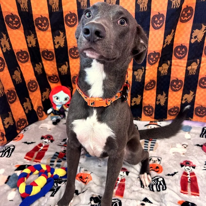 An adult medium-sized male Gray / Blue / Silver Labrador Retriever dog named Whippersnapper for adoption in Binghamton, NY