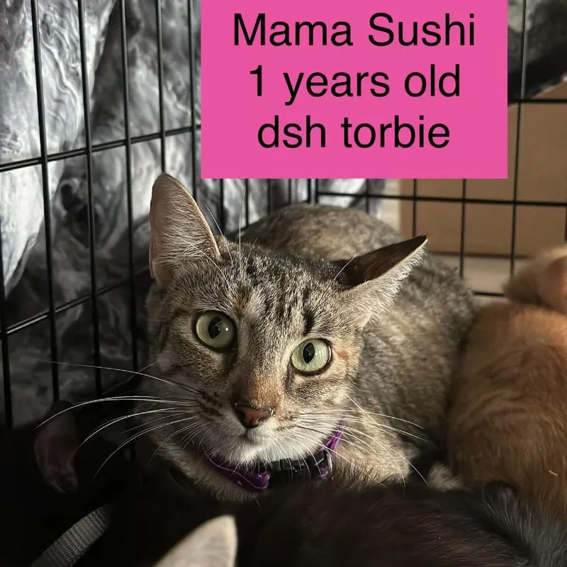 A young small-sized female Domestic Short Hair cat named Mama Sushi for adoption in Tampa, FL