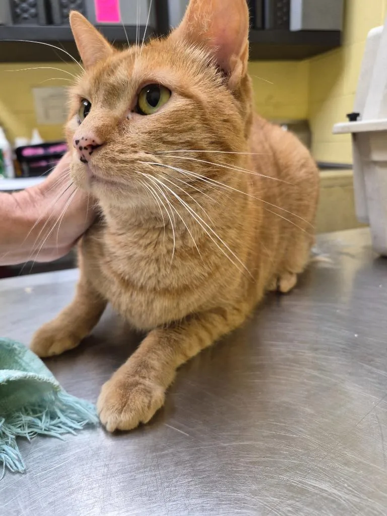 An adult medium-sized female Domestic Short Hair cat named Winnie for adoption in Crossville, TN