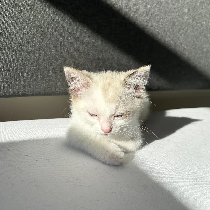 A baby medium-sized female Cream / Ivory Domestic Short Hair cat named Luna for adoption in Easley, SC