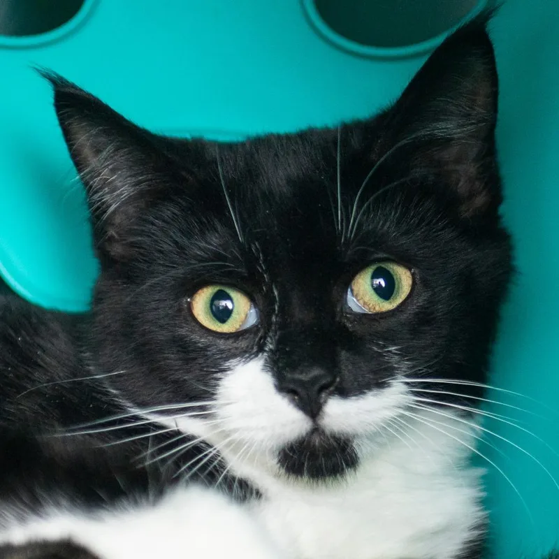 A baby small-sized female Black Domestic Short Hair cat named Equilateral for adoption in Middletown, RI