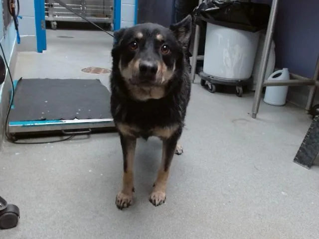 An adult medium-sized male Australian Kelpie dog named Echo for adoption in Albuquerque, NM