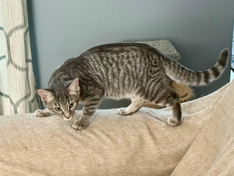 A baby small-sized female Blue Cream Domestic Short Hair cat named Puff for adoption in Raleigh, NC