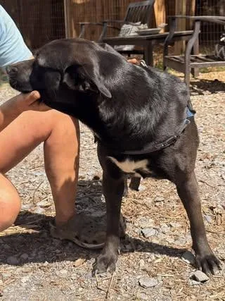 An adult medium-sized female Brown / Chocolate Labrador Retriever dog named Frisky for adoption in Calera, AL