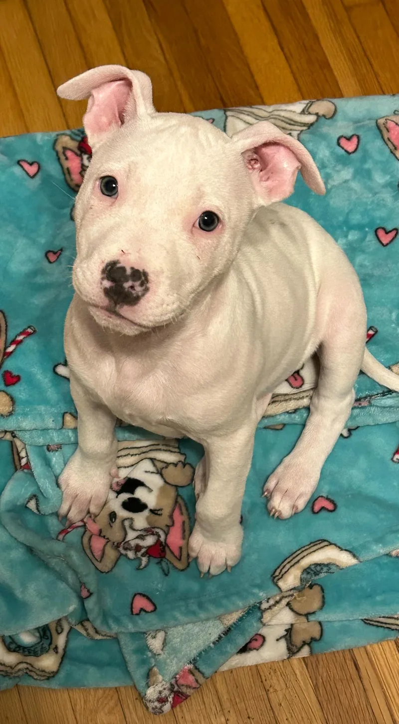 A baby medium-sized male Pit Bull Terrier dog named Cinnamon & Sugar for adoption in Buffalo, NY