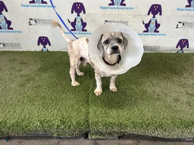An adult small-sized male Shih Tzu dog named Henry for adoption in Orlando, FL