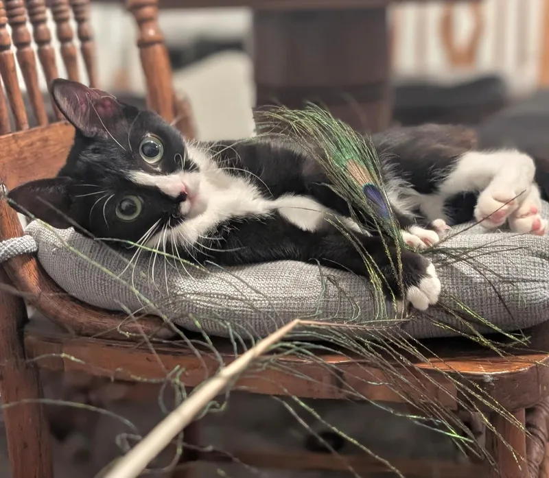 An adult small-sized female Black & White / Tuxedo Tuxedo cat named Stella for adoption in Springfield, OR