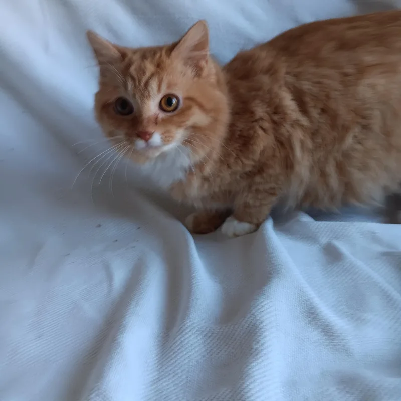 O'reilly And O'malley thumbnail 3