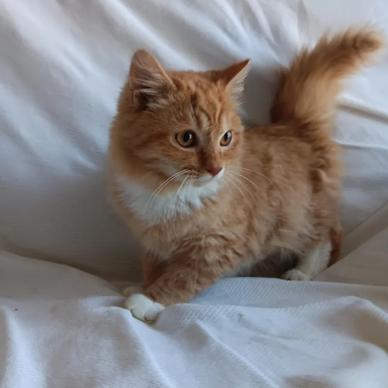 O'reilly And O'malley thumbnail 4