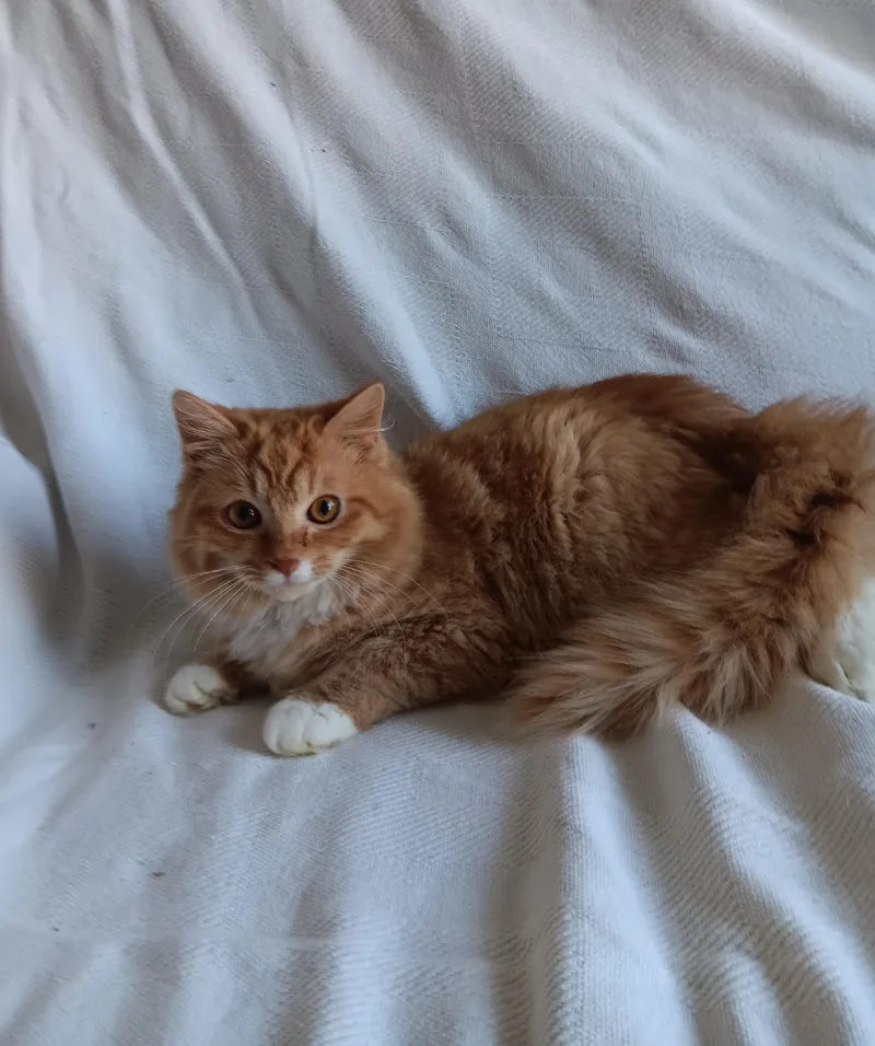 O'reilly And O'malley