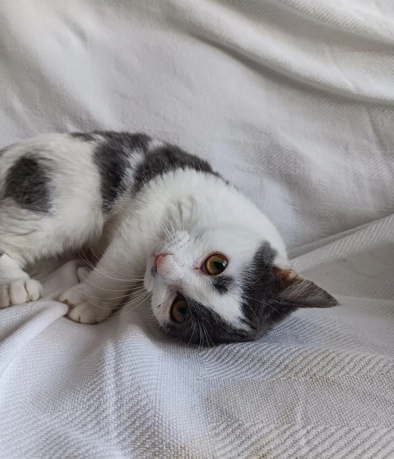 O'reilly And O'malley thumbnail 5