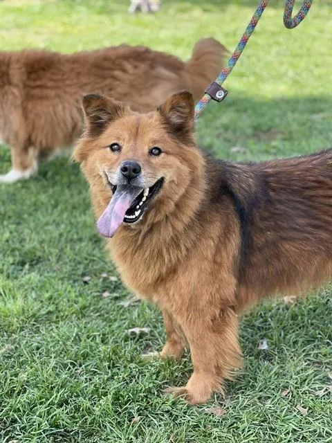 An adult medium-sized female Chow Chow dog named Astrella for adoption in Conroe, TX