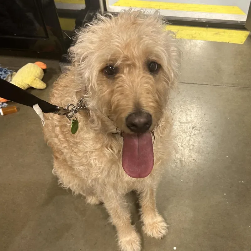 An adult large-sized male Golden Wheaten Terrier dog named Baxter for adoption in Bismarck, ND