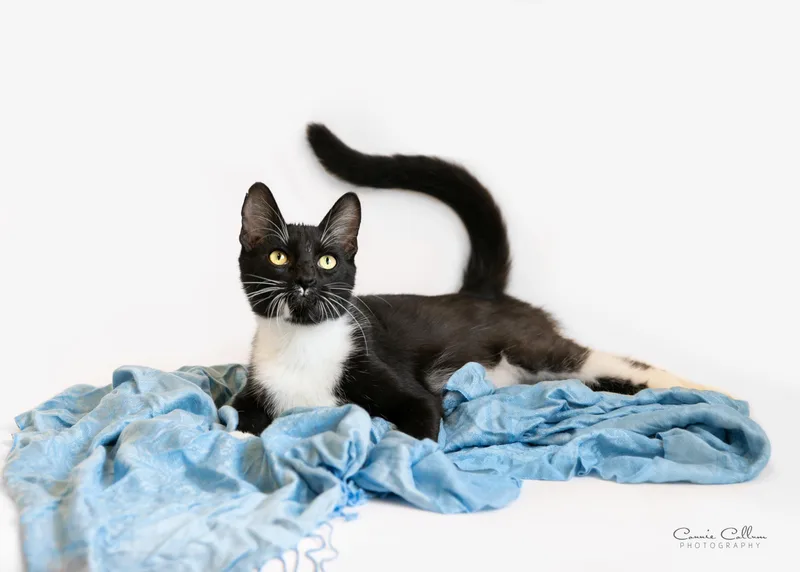 A young medium-sized male Black & White / Tuxedo Domestic Short Hair cat named Stout for adoption in Homewood, AL