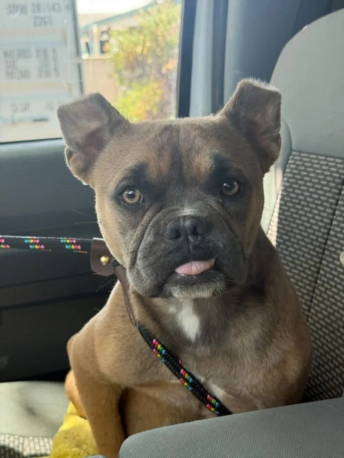 An adult medium-sized female American Bulldog dog named Penny for adoption in Santa Cruz, CA
