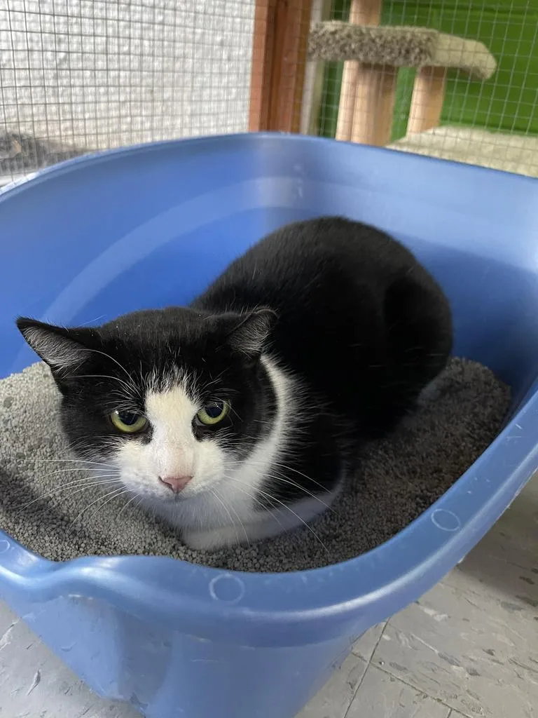 An adult medium-sized female Domestic Short Hair cat named Sugar Plum for adoption in Jim Thorpe, PA